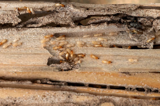 Best Wildlife Control Services  in Whitaker, PA